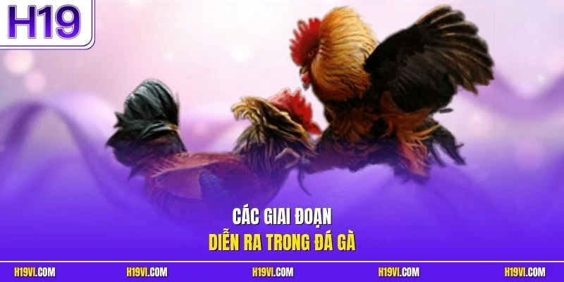 Các giai đoạn diễn ra trong đá gà
