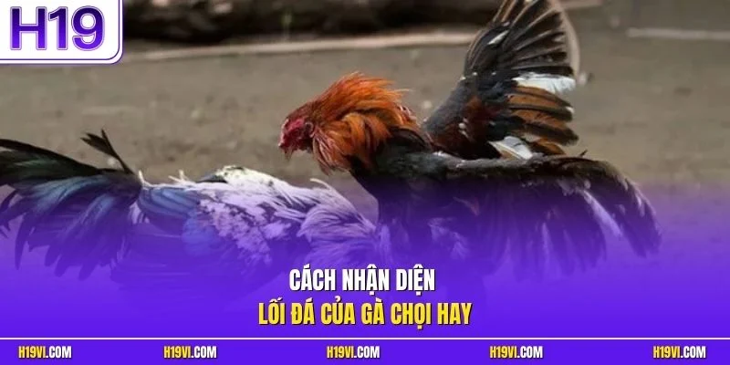 Cách nhận diện lối đá của gà chọi hay