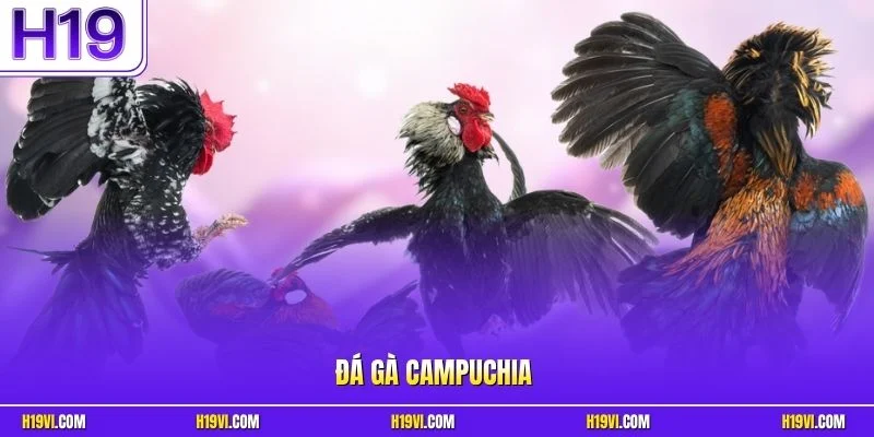 Đá gà Campuchia