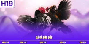 Đá Gà Đòn Độc