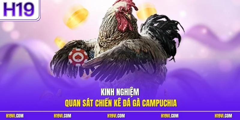 Kinh nghiệm quan sát chiến kê đá gà Campuchia