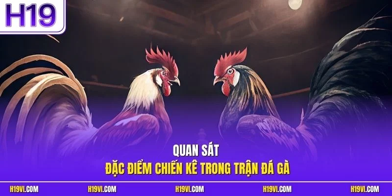 Quan sát đặc điểm chiến kê trong trận đá gà