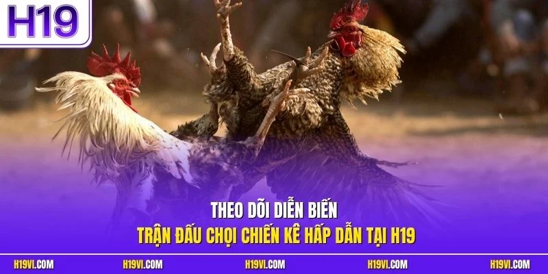 Theo dõi diễn biến trận đấu chọi chiến kê hấp dẫn tại H19