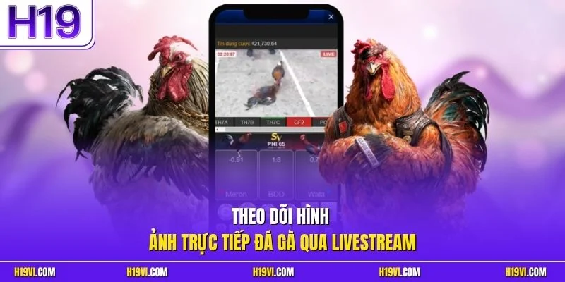 Theo dõi hình ảnh trực tiếp đá gà qua livestream